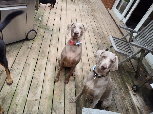 Logan & Rayne